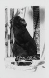 Mountain gorilla sits at the San Diego Zoo