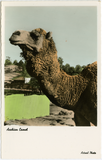 Head and neck of Arabian camel
