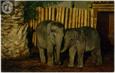 Two baby elephants at the San Diego Zoo
