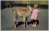 Young guanaco and human child at San Diego Zoo