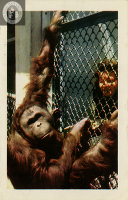 An orangutan climbs its cage at the San Dieo Zoo