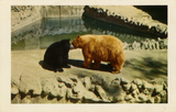 American Black and Cinnamon Bears at San Diego Zoo