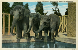 Indian elephants, San Diego Zoo, 1930