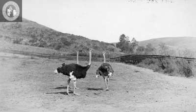 Ostriches in Mission Hills