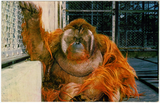 An orangutan sitting at the San Diego Zoo