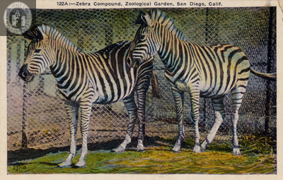 Two zebras stand close together, the San Diego Zoo