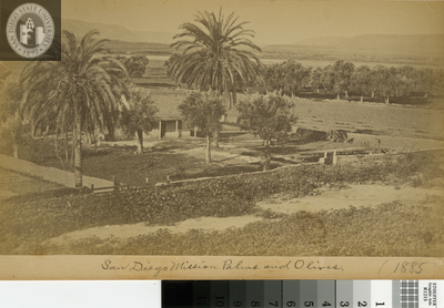 San Diego Mission Palms and Olives, 1885