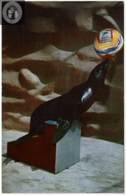 A sea lion balances a ball on its nose