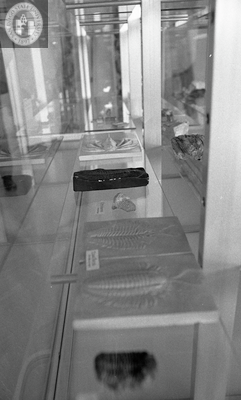 Fossils in exhibit cases