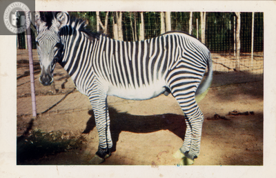 A Grevy's zebra looks at the camera, San Diego Zoo