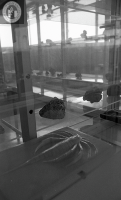 Geological samples in exhibit cases