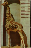 A Ugandan giraffe is measured at the San Diego Zoo