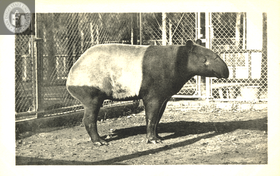 A saddle-backed tapir at the San Diego Zoo