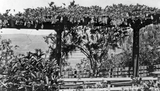 Arbor in Mission Cliffs Garden, 1917