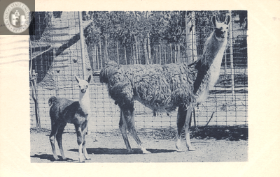 A llama dam and cria (baby) at the San Diego Zoo