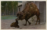 A Bactrian camel nuzzles a calf, San Diego Zoo