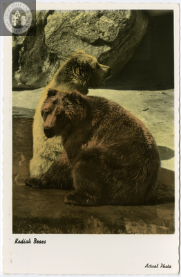 Kodiak bears in the San Diego Zoo