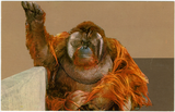 An orangutan sitting at the San Diego Zoo