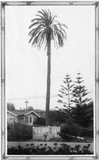 "First palm tree in California"