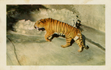 A Sumatran tiger at the San Diego Zoo