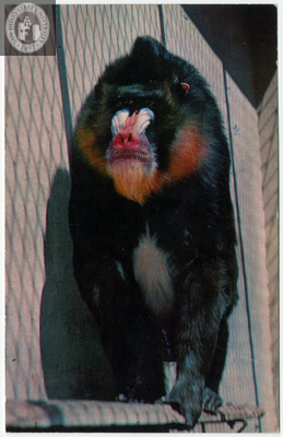 Male mandrill at the San Diego Zoo