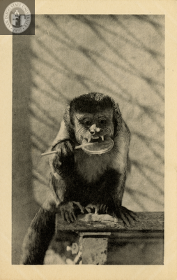 Weeper capuchin monkey at the San Diego Zoo