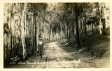 Lane through eucalyptus forest, Balboa Park
