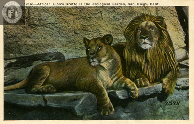A lion and lioness lie together at San Diego Zoo