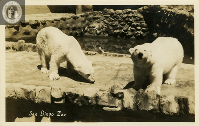 Polar bears at the San Diego Zoo