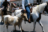Horses in Pride parade, 1996