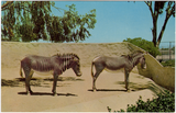 Zebras stand near their moat at the San Diego Zoo