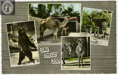 "San Diego Zoo" Postcard with animal photos