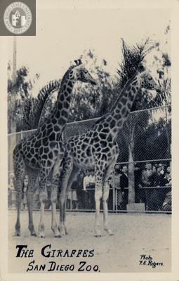 Two giraffes with people watching,  San Diego Zoo