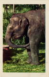 A mature Indian elephant at the San Diego Zoo