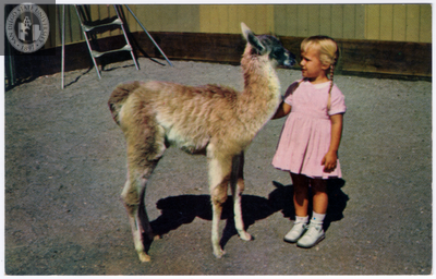 Young guanaco and human child at San Diego Zoo