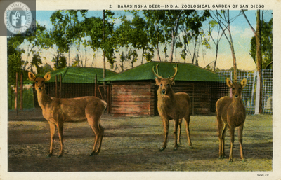 Three barasingha deer at the San Diego Zoo