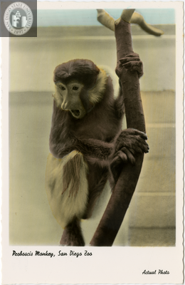 Monkey  San Diego Zoo