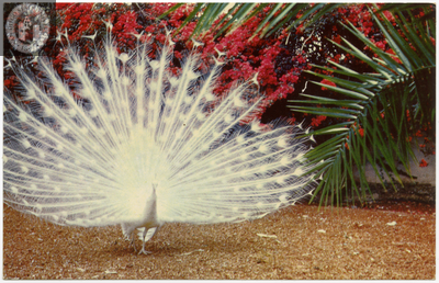 Indian white peacock fans tail, San Diego Zoo
