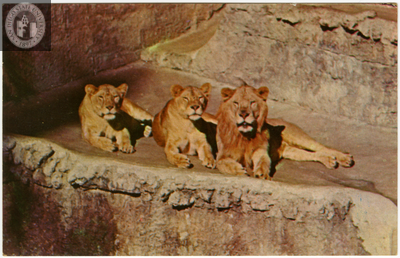Two lionesses and a lion at the San Diego Zoo