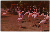 A colony of flamingos at the San Diego Zoo
