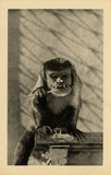 Weeper capuchin monkey at the San Diego Zoo