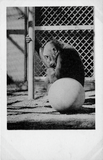 A gorilla sits next to a ball, San Diego Zoo