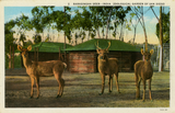 Three barasingha deer at the San Diego Zoo