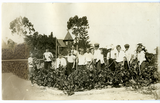 Students work in Frank Sessions City Farm, 1917