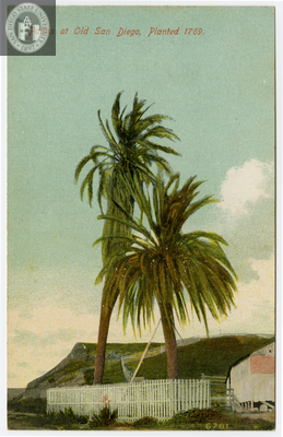 Palm trees planted 1769, San Diego, California