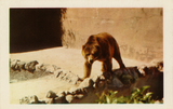 Kodiak bear in its enclosure, San Diego Zoo