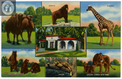 Split image from San Diego Zoo, 1954