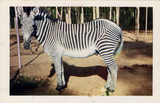 A Grevy's zebra looks at the camera, San Diego Zoo